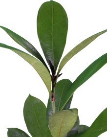 تصویر فیکوس پولا 