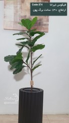 تصویر درختچه مصنوعی فیکوس لیراتا 130 سانت برگ پهن تنه فایبر 