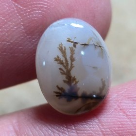 تصویر شجر قائنات. 