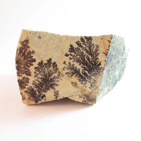 تصویر سنگ راف شجر فسیلی کد 1976 