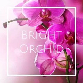 تصویر اسانس Bright Orchid 