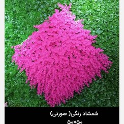 تصویر گرین وال شمشاد صورتی 