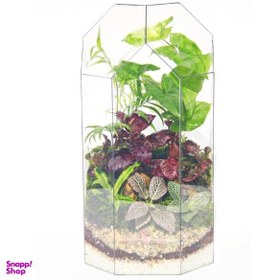 تصویر تراریوم مدل مانتیس 