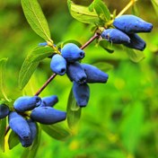 تصویر نهال هانی بری Honeyberry plant