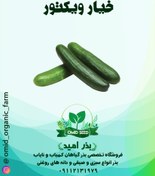 تصویر خیار ویکتور ( آخرین تولید اصلی سمنیس ) 