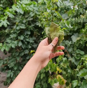 تصویر برگ بو 