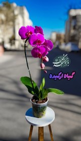 تصویر گیاه ارکیده (گلدانی) 