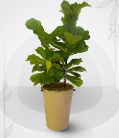 تصویر گلدان فیکوس 