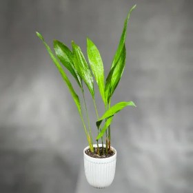 تصویر گیاه برگ عبایی 