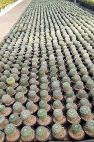 تصویر مامیلاریا 