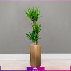 تصویر گلدان فایبرگلاس طرح چوب همراه با یوکا سه شاخه بلند 