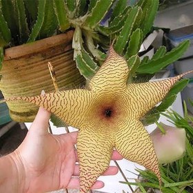 تصویر بذر ساکولنت استاپیلا 