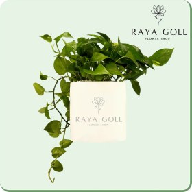 تصویر گلدان پتوس 