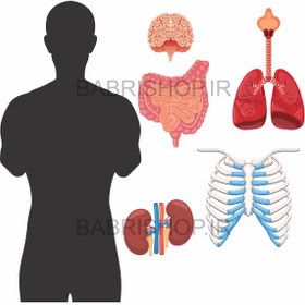 تصویر آناتومی بدن 