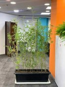 تصویر بامبو خیزران 