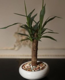 تصویر کاربرد گیاه یوکا در طراحی فضای سبز 