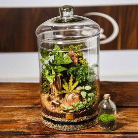 تصویر تراریوم مدل گلد vip 