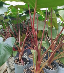 تصویر هومالومنا مگی 