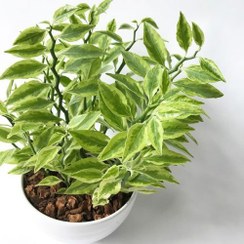 تصویر گیاه آپارتمانی پدیلانتوس ابلق (سایز سر قلم) 