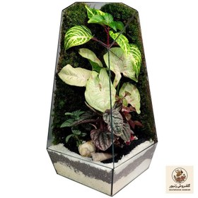 تصویر گیاه طبیعی تراریوم مدل 01 | کد: ZNB-57J 