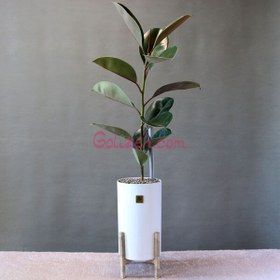 تصویر فیکوس الاستیکا بلک 