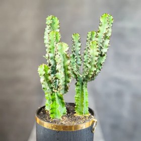 تصویر افوربیا 