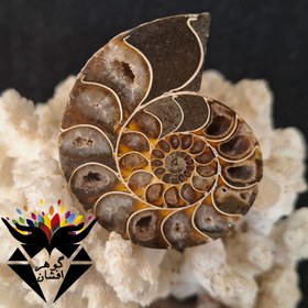 تصویر آمونیت فسیل اصل ST3061 