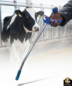 تصویر قرص خوران گاوی 