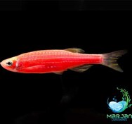 تصویر ماهی زبرا 2 تا 3 سانتی متر(پک 10تایی درهم) 