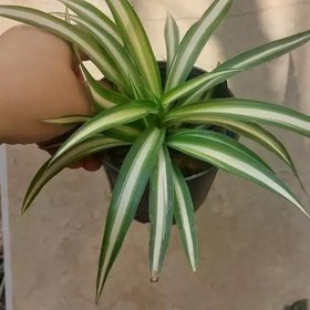 تصویر گیاه گندمی ابلق روشن سایز متوسط(spiderplant) 