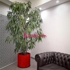 تصویر بنجامین آمستل بزرگ 