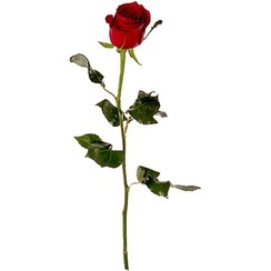 تصویر شاخه گل رز قرمز 