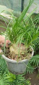 تصویر گل بونسای لیندا گلدون ۱۴ 