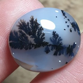 تصویر شجر قائن 