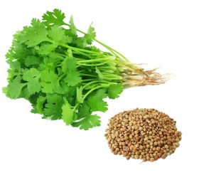 تصویر بذر گشنیز 