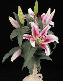 تصویر گل لیلیوم صورتی 