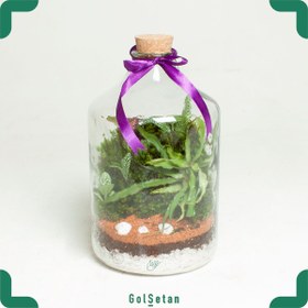 تصویر تراریوم آمازون کد S24 