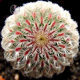 تصویر بذر کاکتوس اچینو پکتیناتوس ریگیدیسی 