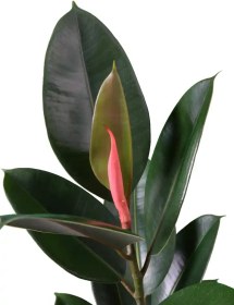 تصویر فیکوس بلک 