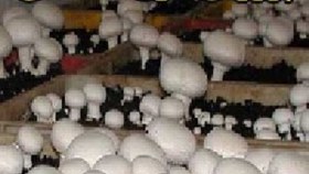 تصویر قارچ دکمه ای خوراکی 