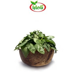 تصویر سبزی ریحان تازه کیلویی 