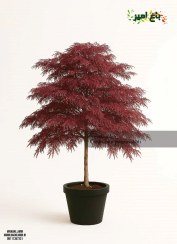 تصویر افرا قرمز مجنون (افرا ژاپنی) 