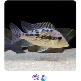 تصویر ماهی پرکسیموس آلتو سینو سایز 5 تا 7 سانت 