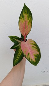 تصویر آگلونما لاوان 