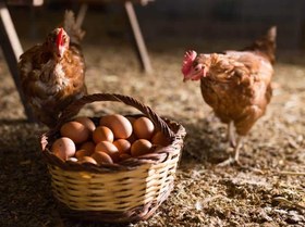 تصویر دان آماده مرغ تخمگذار(ازشروع تولیدتا30هفتگی) 