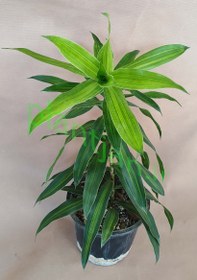 تصویر گیاه دراسنا بلالی 