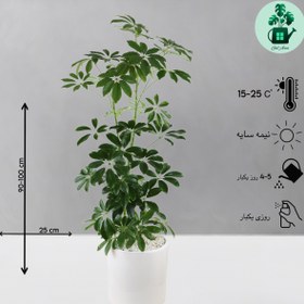 تصویر شفلرا سبز 