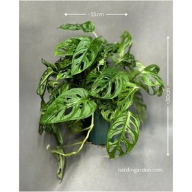 تصویر پتوس حصیری گلدان 3 و 4 