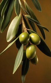 تصویر نهال زیتون زرد 