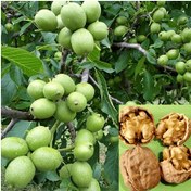 تصویر نهال گردو فرنور پیوندی خوشه ای فرانسوی (پس کرایه) 